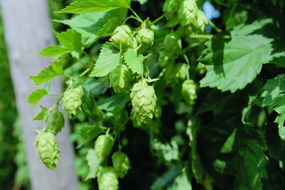 Hopfen (Foto: Gf&Ouml;)